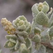 Saltbush, Beach