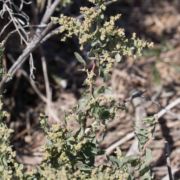 Saltbush, Big