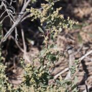 Saltbush, Big