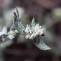 Saltbush, California