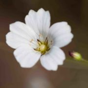 Sandwort, Douglas'
