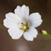 Sandwort, Douglas'