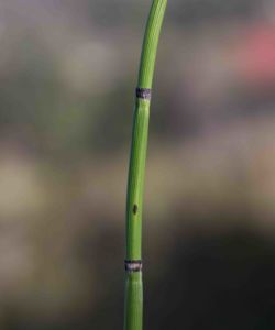 Scouring-rush, Western