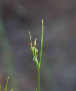 Sedge, Many-stemmed