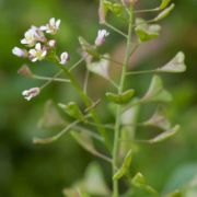 Shepherd's Purse