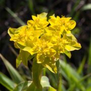 Spurge, Eggleaf