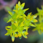 Stonecrop, Broad-leaved