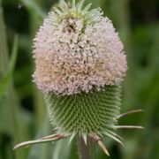 Teasel, Fuller's