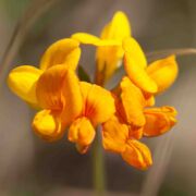 Trefoil, Bird's-foot