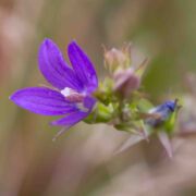 Venus' Looking-glass