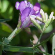Vetch, American