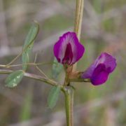 Vetch, Narrow-leaved