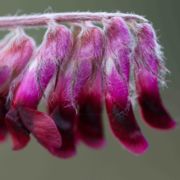 Vetch, Purple