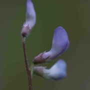 Vetch, Slender
