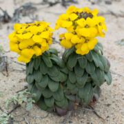 Wallflower, Menzies'