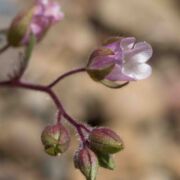 Whispering Bells, Pink-flowered