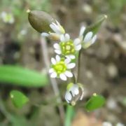 Whitlow Grass, Spring
