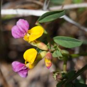 Lotus, Harlequin/Witches' Teeth