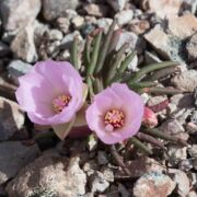 Bitterroot / Lewisia