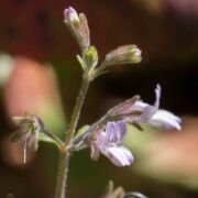 Blue-eyed Mary, Child's