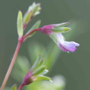 Blue-eyed Mary, Few-flowered