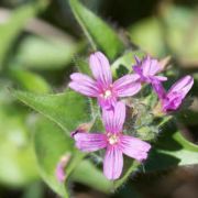 Boisduvalia, Dense-flowered