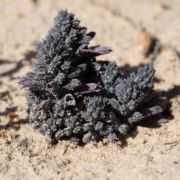Broomrape, Chaparral