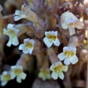 Broomrape, Clustered
