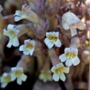 Broomrape, Clustered