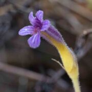Broomrape, Naked
