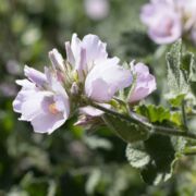 Bush Mallow, Arroyo Seco