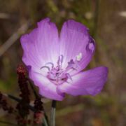 Clarkia, Lewis'