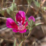 Clarkia, Redspot