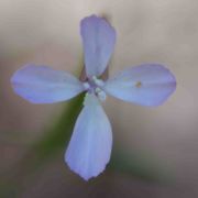 Clarkia, Willow-herb