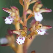 Coralroot, Spotted