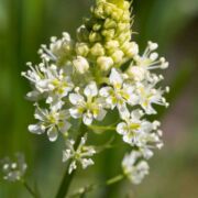 Death Camas