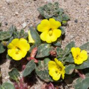 Evening-primrose, Beach