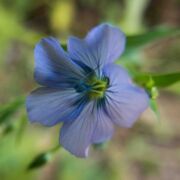Flax, Common