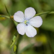 Flax, Narrow-leaved