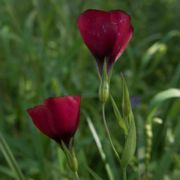 Flax, Red Flowering