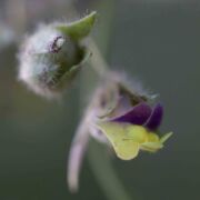 Fluellin, Sharp-leaved