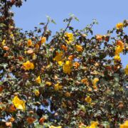 Flannel Bush/Fremontia