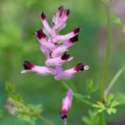 Fumitory