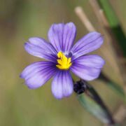 Grass, Blue-eyed