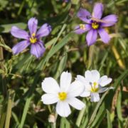 Grass, Blue-eyed