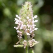 Hedge-nettle, Short-spiked