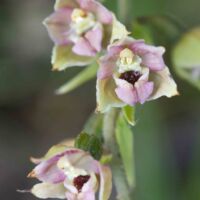 Helleborine, Broad-leaved