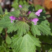 Henbit, Red