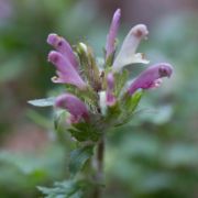 Lousewort, Dudley's