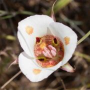 Mariposa Lily, Butterfly